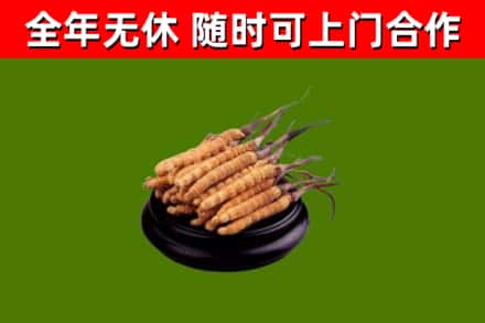 高密市回收散虫草