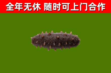 高密市回收海参干